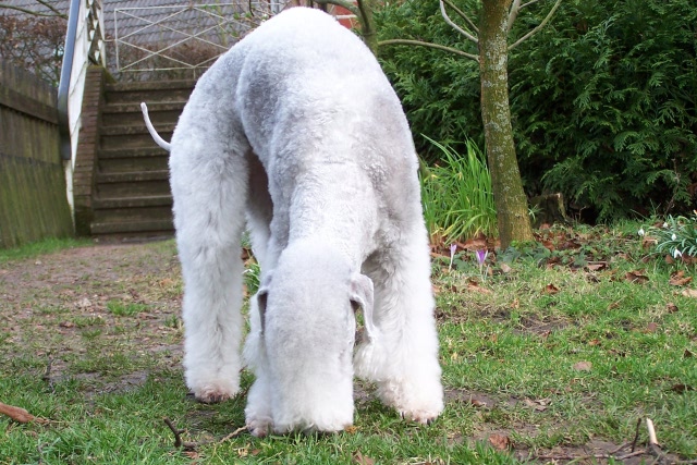 Unsere Hunde 03.02 (5).JPG